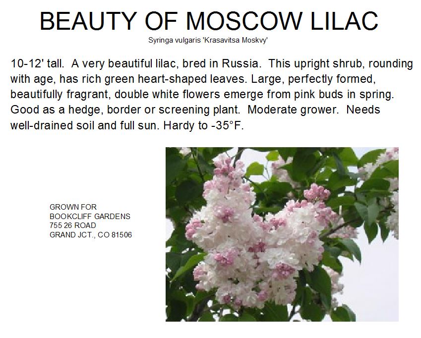 Lilac, Beauty of Moscow