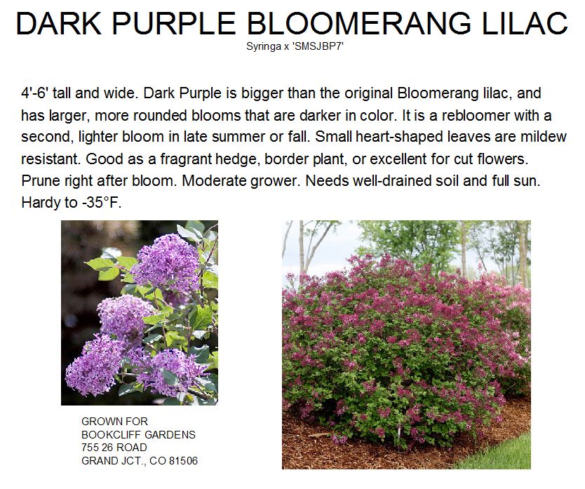 Lilac, Bloomerang Dark Purple