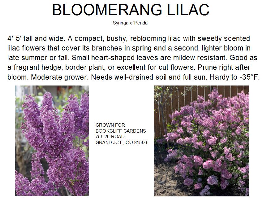 Lilac, Bloomerang