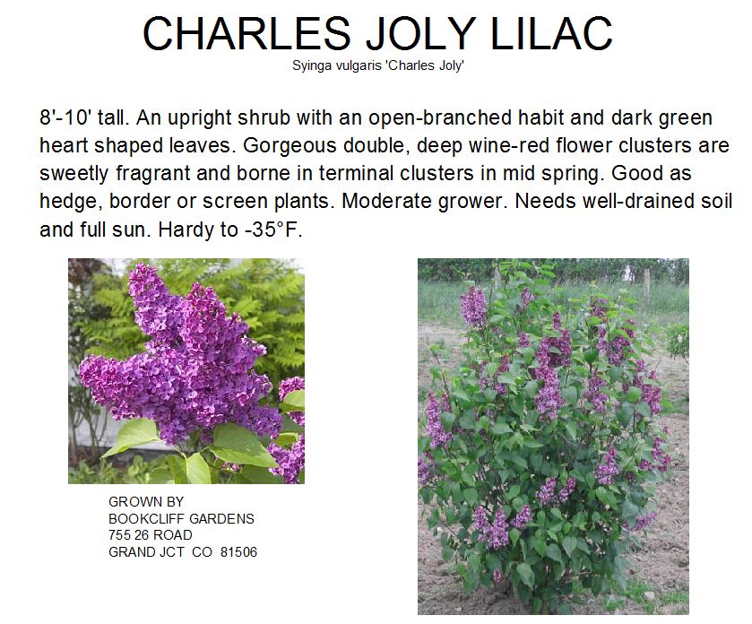 Lilac, Charles Joly