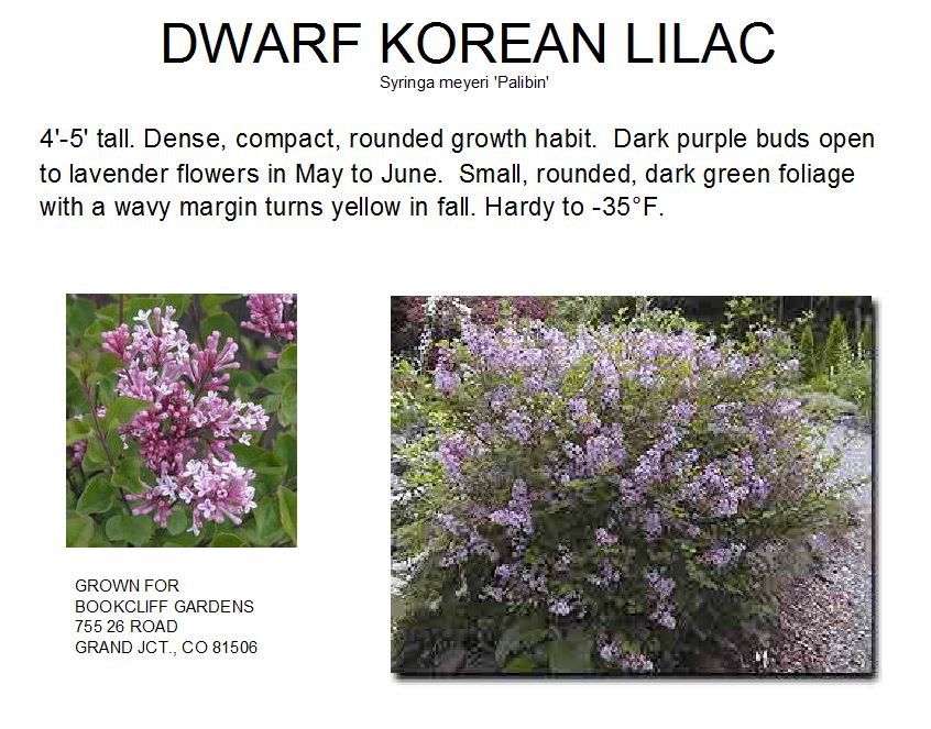 Lilac, Korean