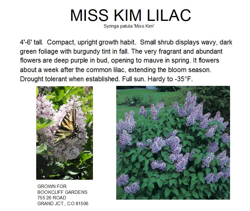Lilac, Miss Kim