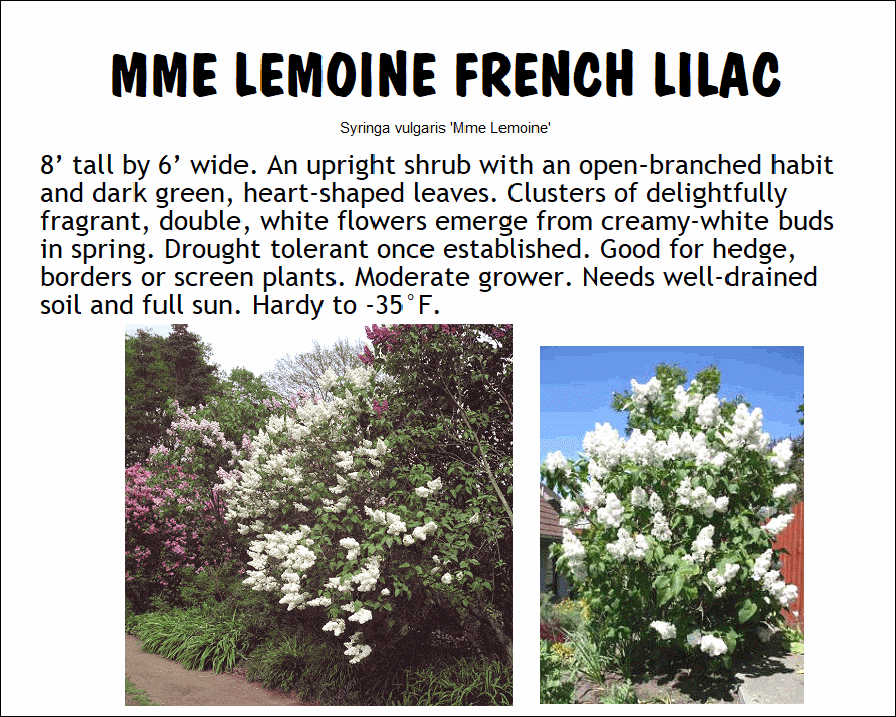 Lilac, Mme. Lemoine