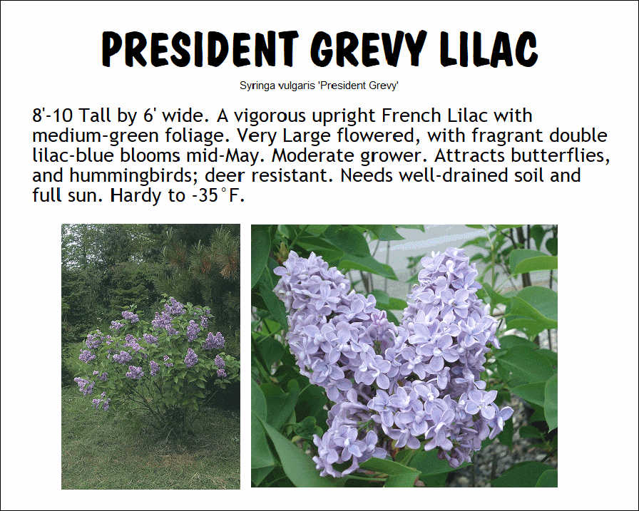 Lilac, President Grevy