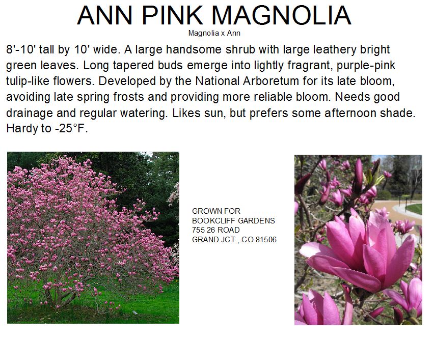 Magnolia, Ann Clump