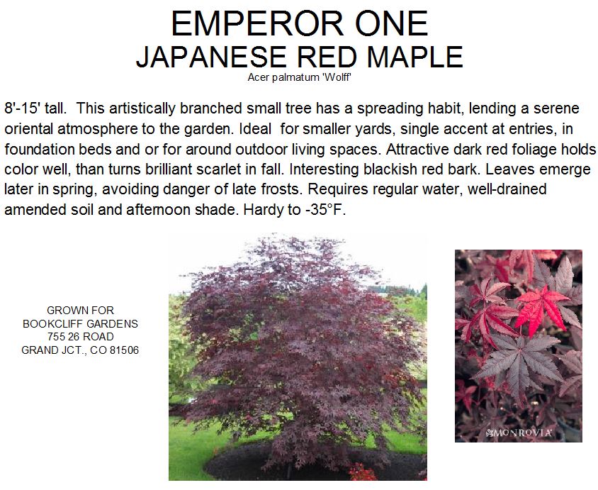 Maple, Emperor One Japanese