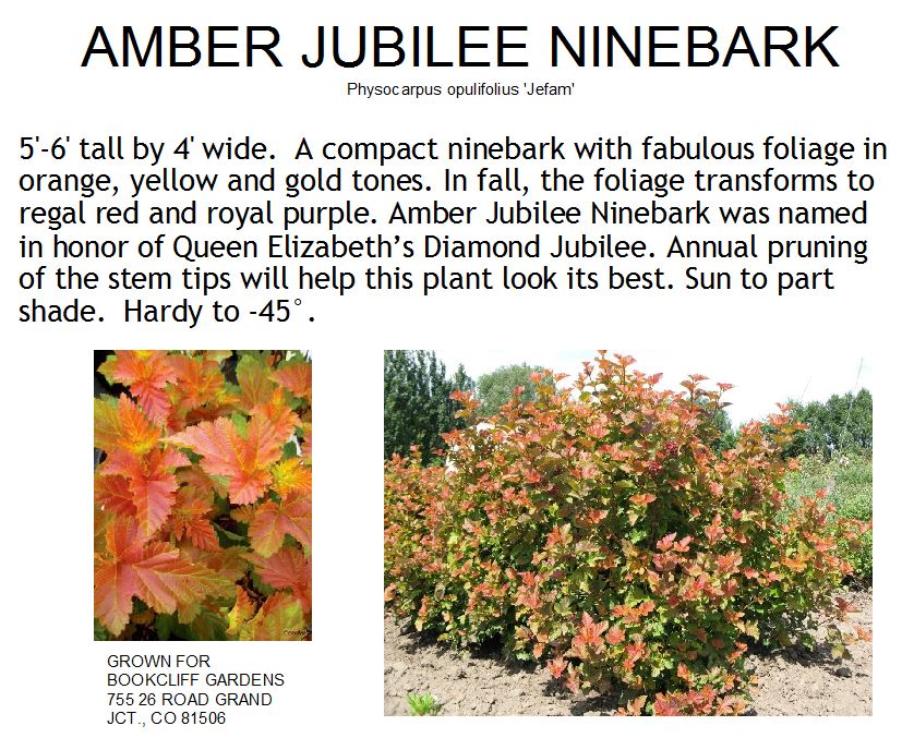 Ninebark, Amber Jubilee