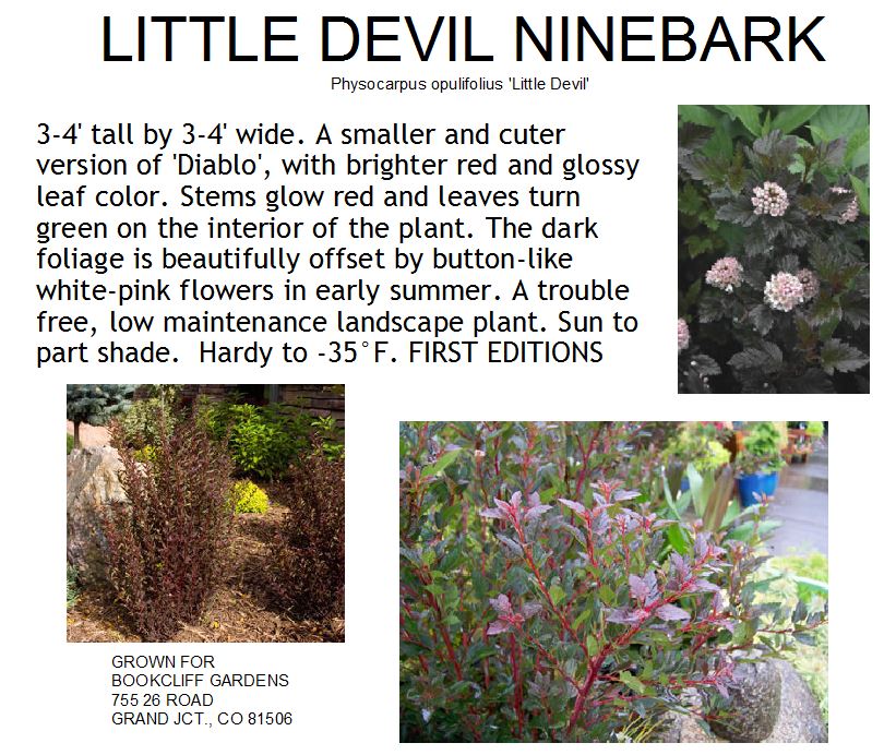 Ninebark, Little Devil