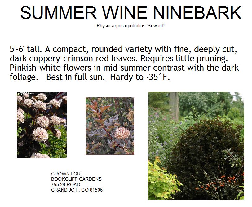 Ninebark, Summer Wine