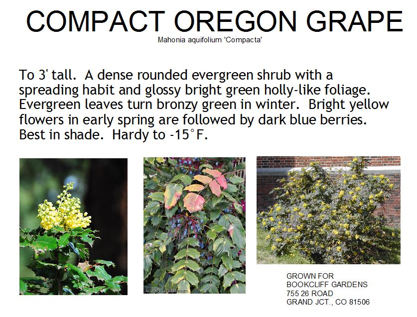 Oregon Grape, Compact