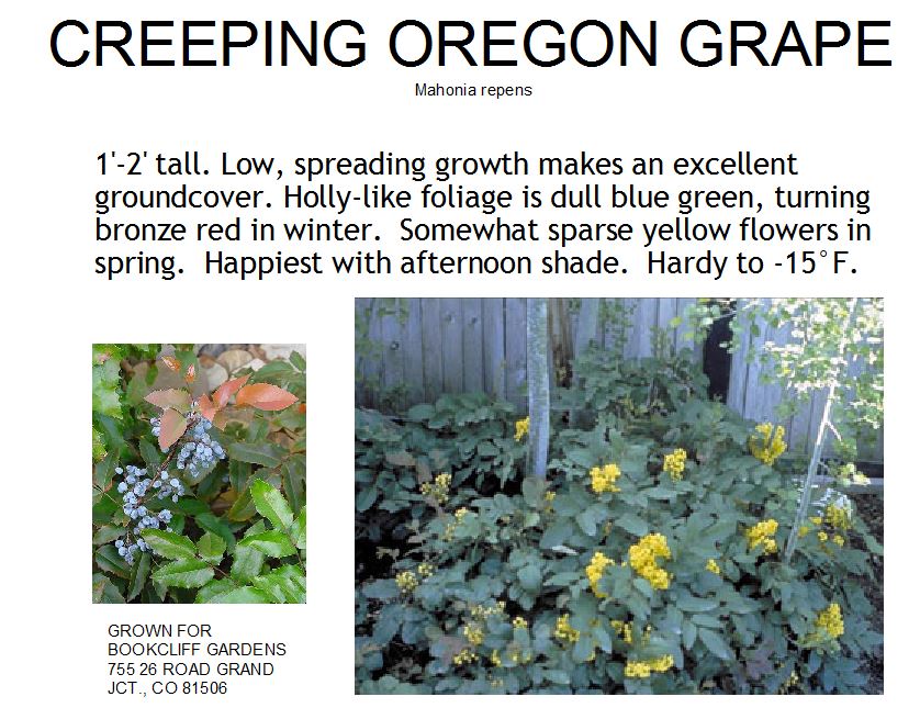 Oregon Grape, Creeping