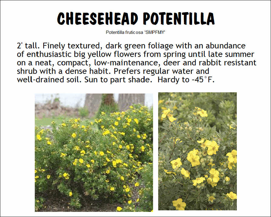 Potentilla, Cheesehead