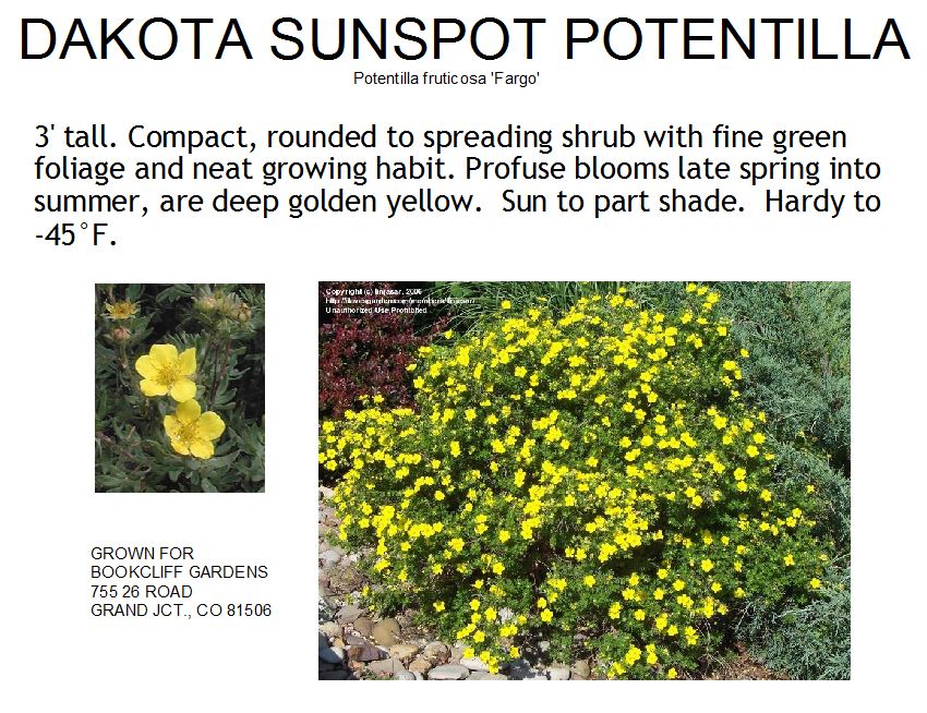Potentilla, Dakota Sunspot