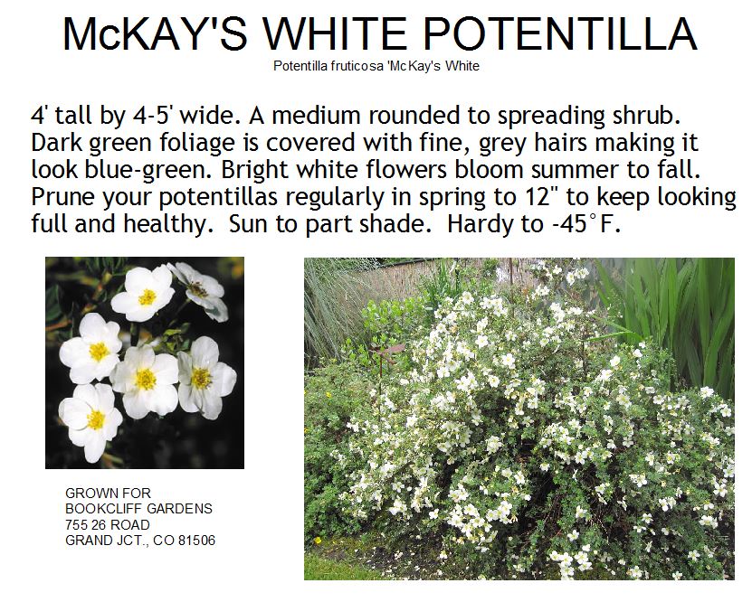 Potentilla, McKay‟s White