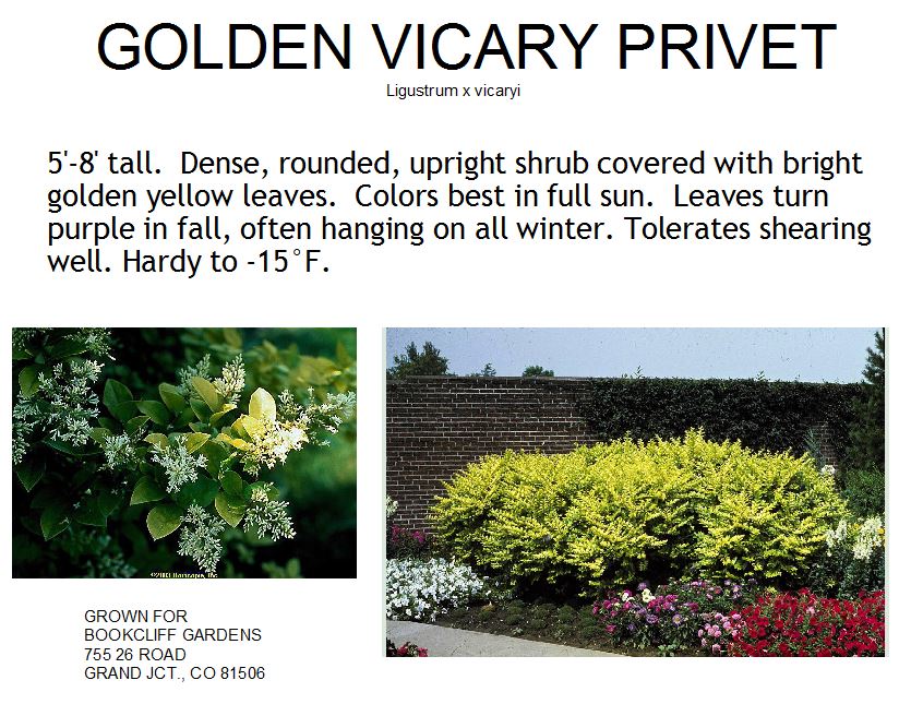 Privet, Golden Vicary