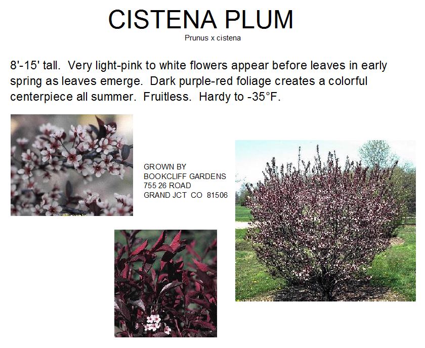 Prunus, Cistena Plum