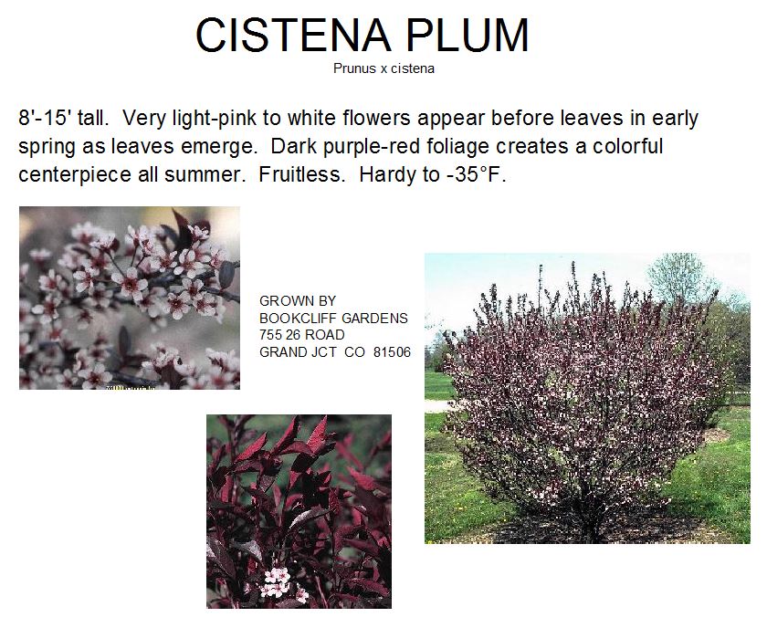 Cistena plum store