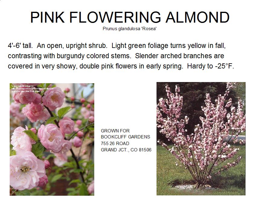 Prunus, Pink Flowering Almond