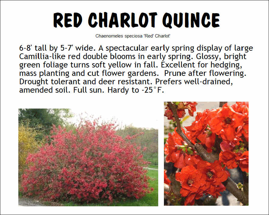 Quince, Red Charlot