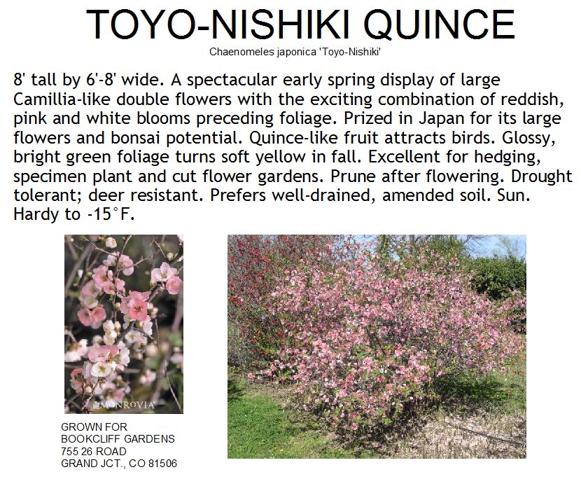 Quince, Toyo-Nishiki