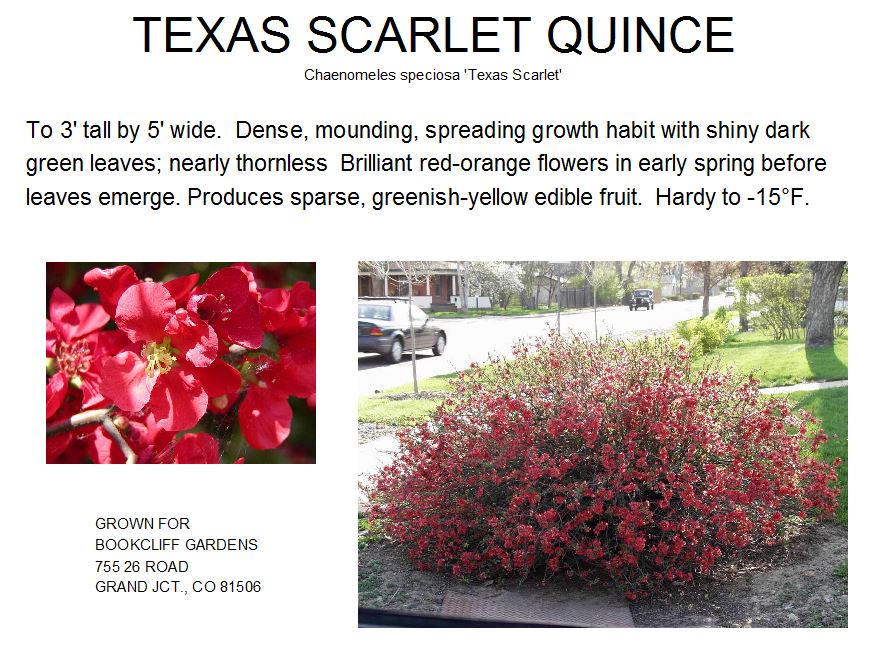 Quince, Texas Scarlet