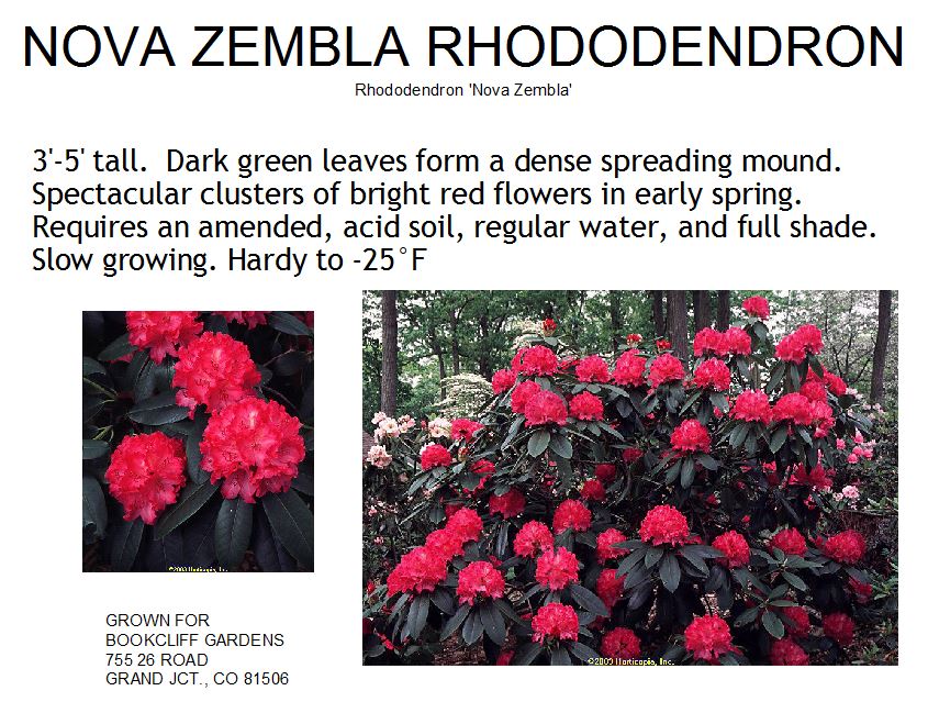 Rhododendron, Nova Zembla