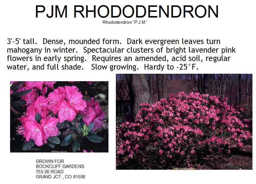 Rhododendron, PJM Elite