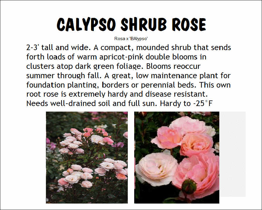 Rose, Calypso