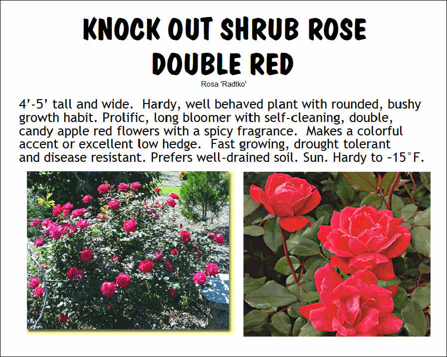 Rose, Knock Out Double Red