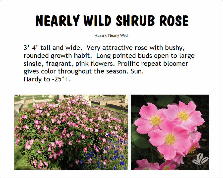Rose, Nearly Wild