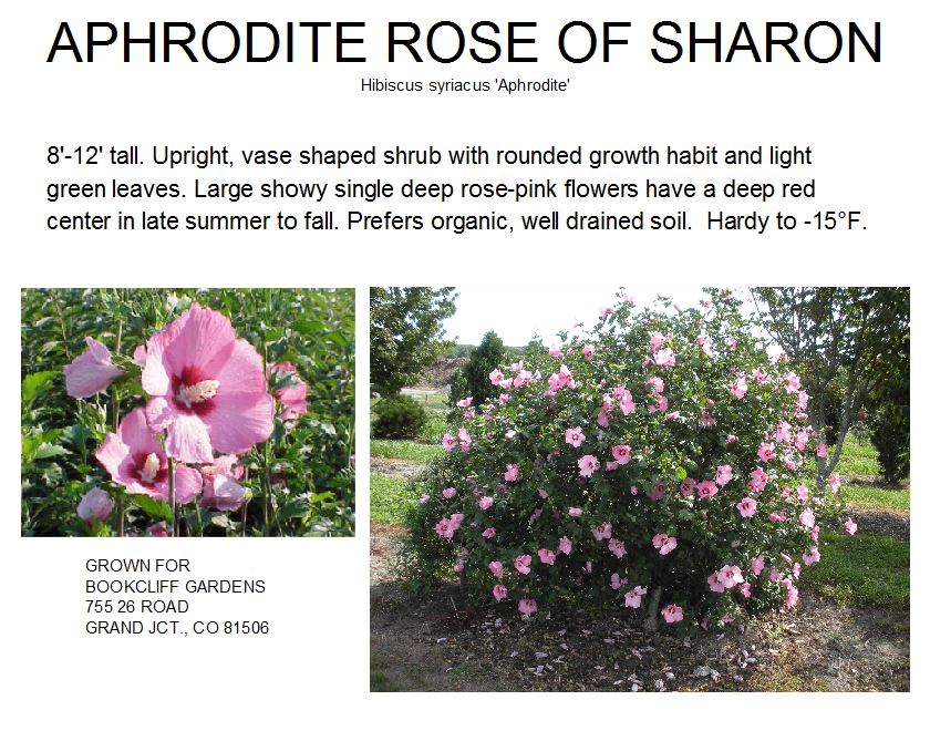 Rose of Sharon, Aphrodite