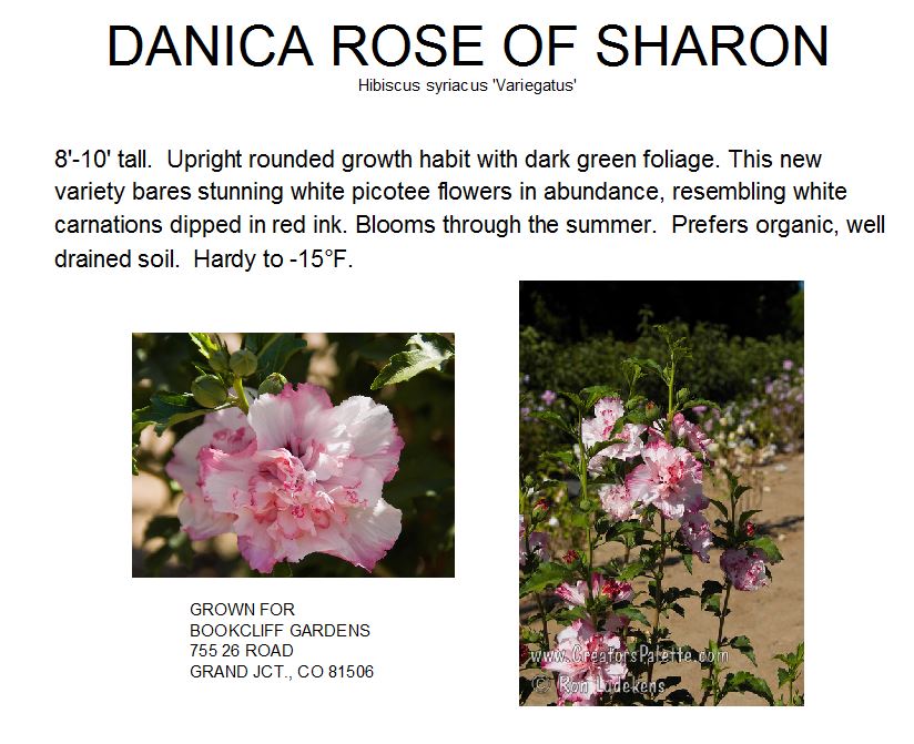 Rose of Sharon, Danica