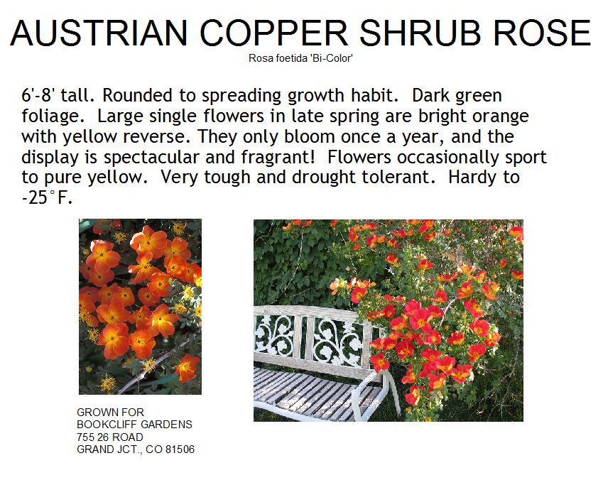 Rose, Austrian Copper