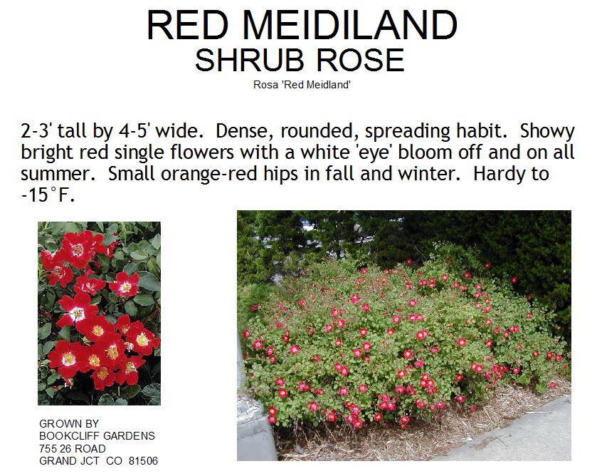 Rose, Red Meidiland