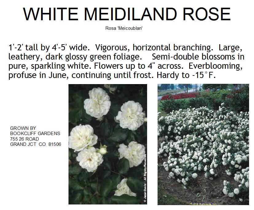 Rose, White Meidiland