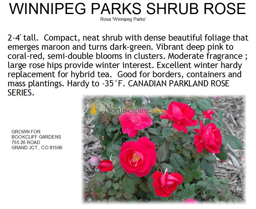 Rose, Winnipeg Parks