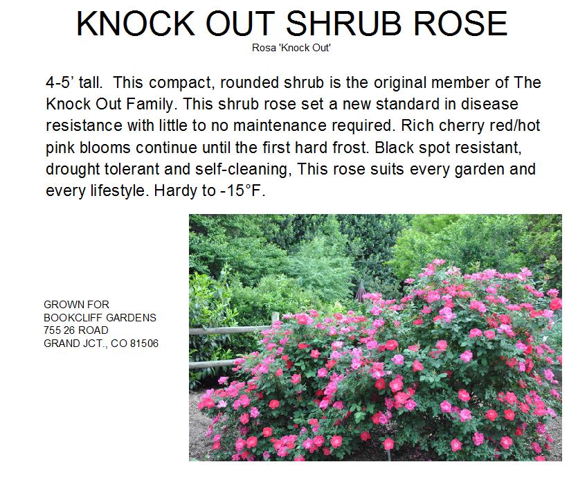Rose, Knock Out