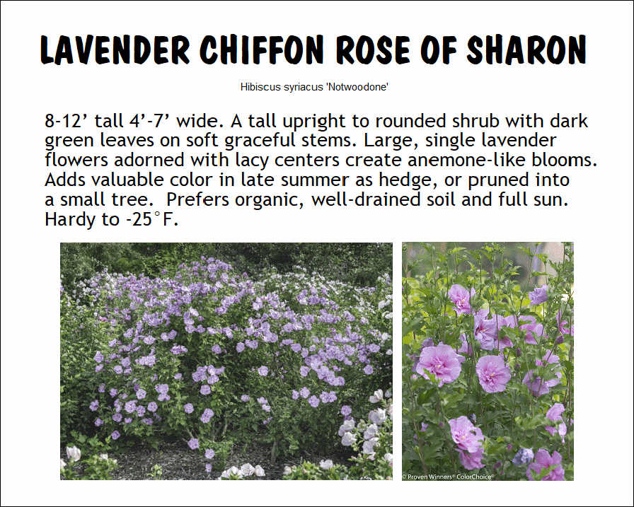 Rose of Sharon, Lavender Chiffon