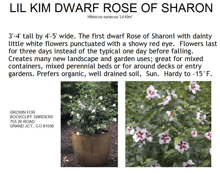 Rose of Sharon, Lil' Kim