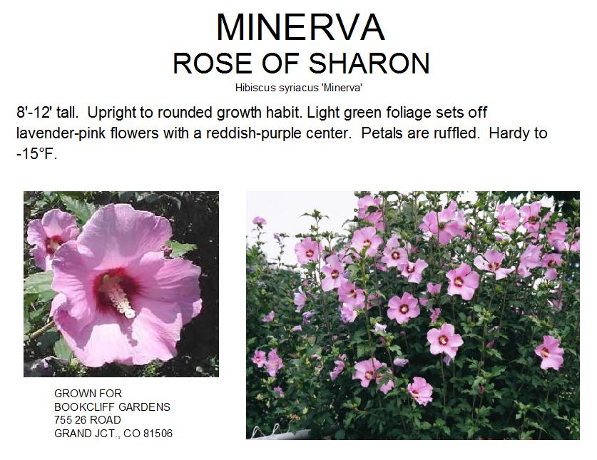 Rose of Sharon, Minerva