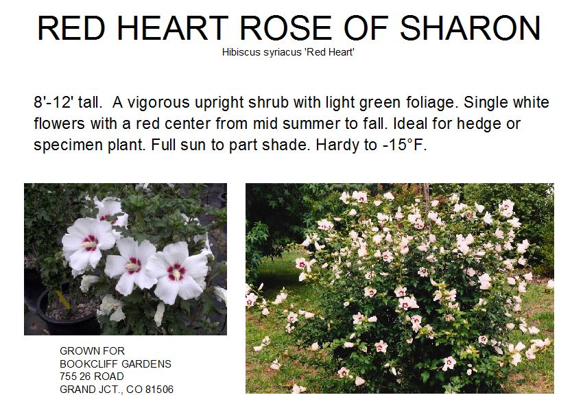 Rose of Sharon, Red Heart