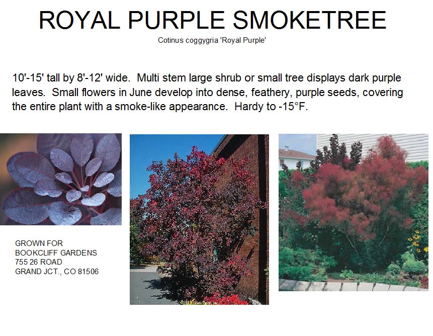 Smoketree, Royal Purple