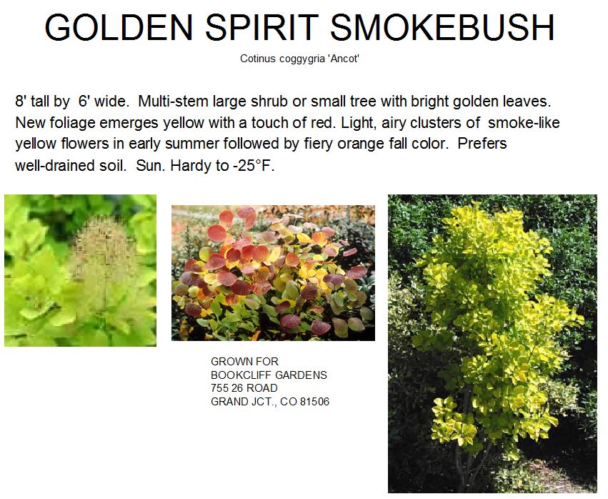 Smoketree, Golden Spirit