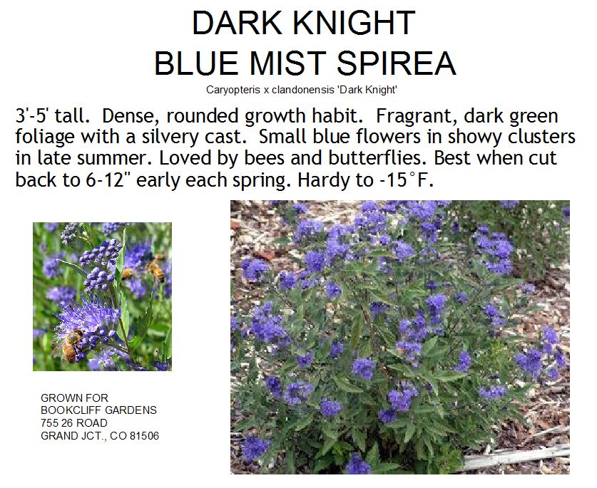 Spirea, Dark Knight Blue Mist