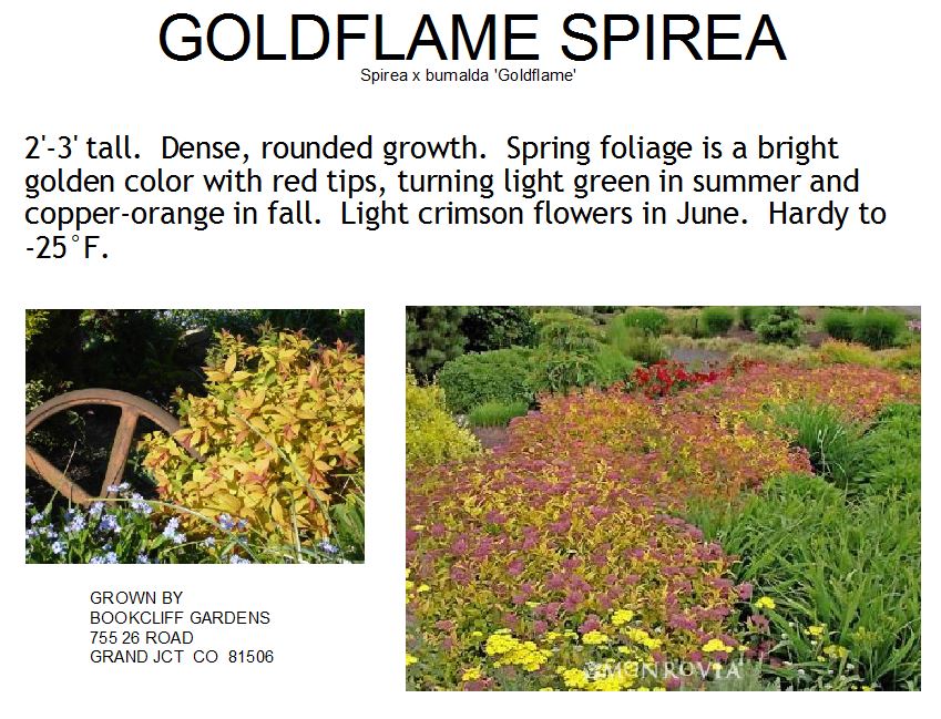 Spirea, Goldflame