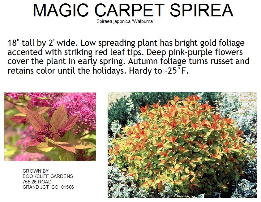 Spirea, Magic Carpet