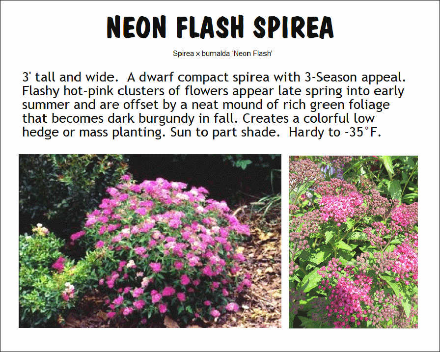 Neon Flash Spirea Shrub