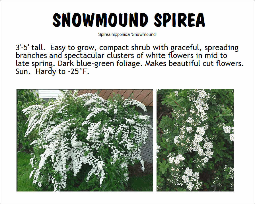 Spirea, Snowmound