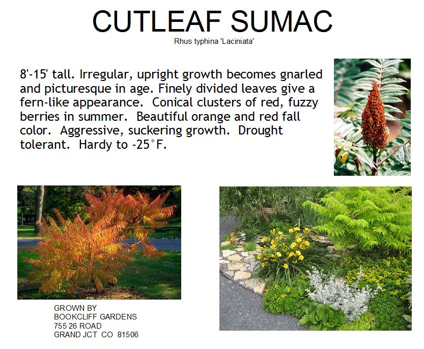 Sumac, Cutleaf Smooth