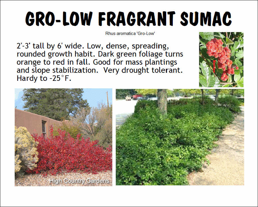 Sumac, Gro Low Fragrant